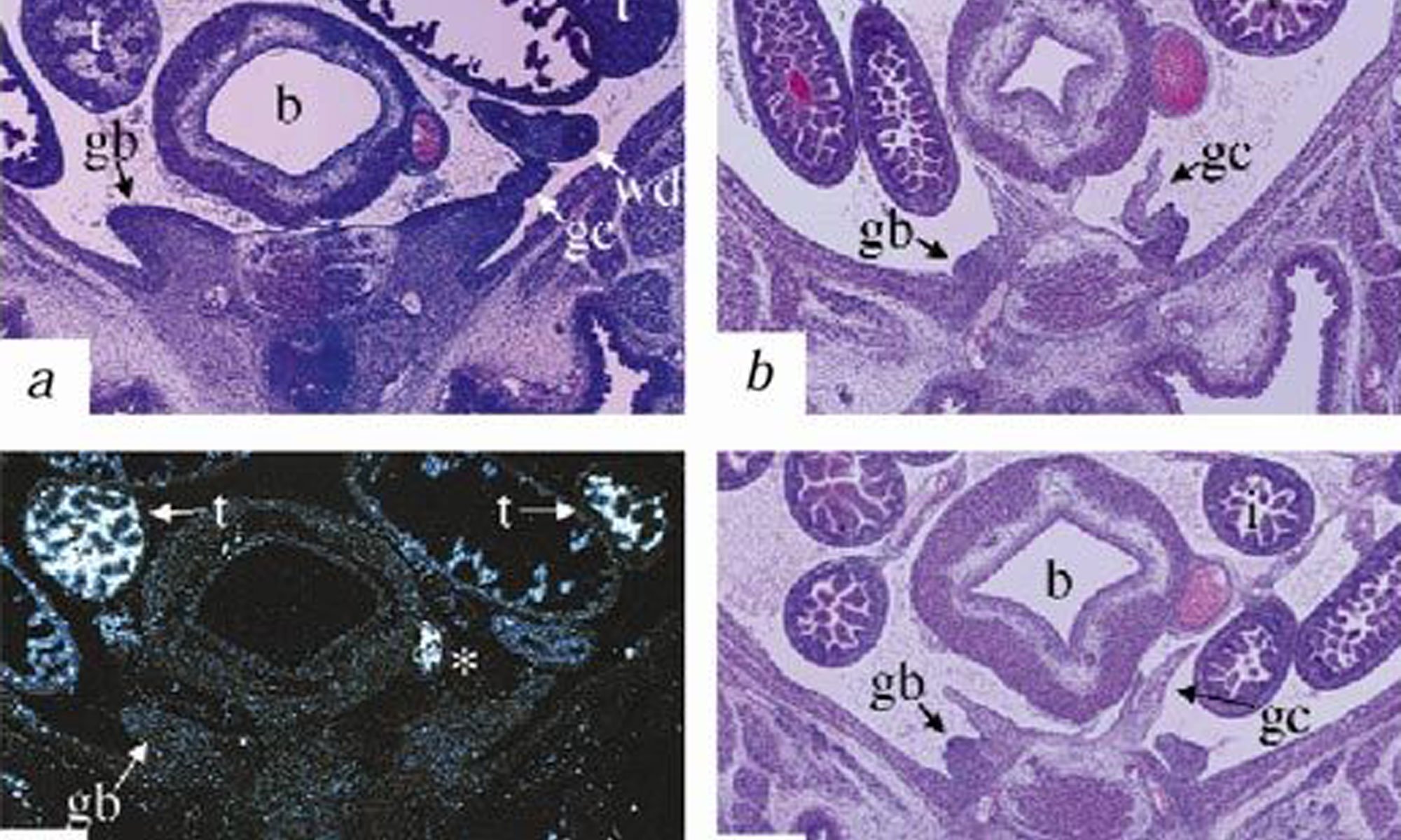 image of insl3-expression
