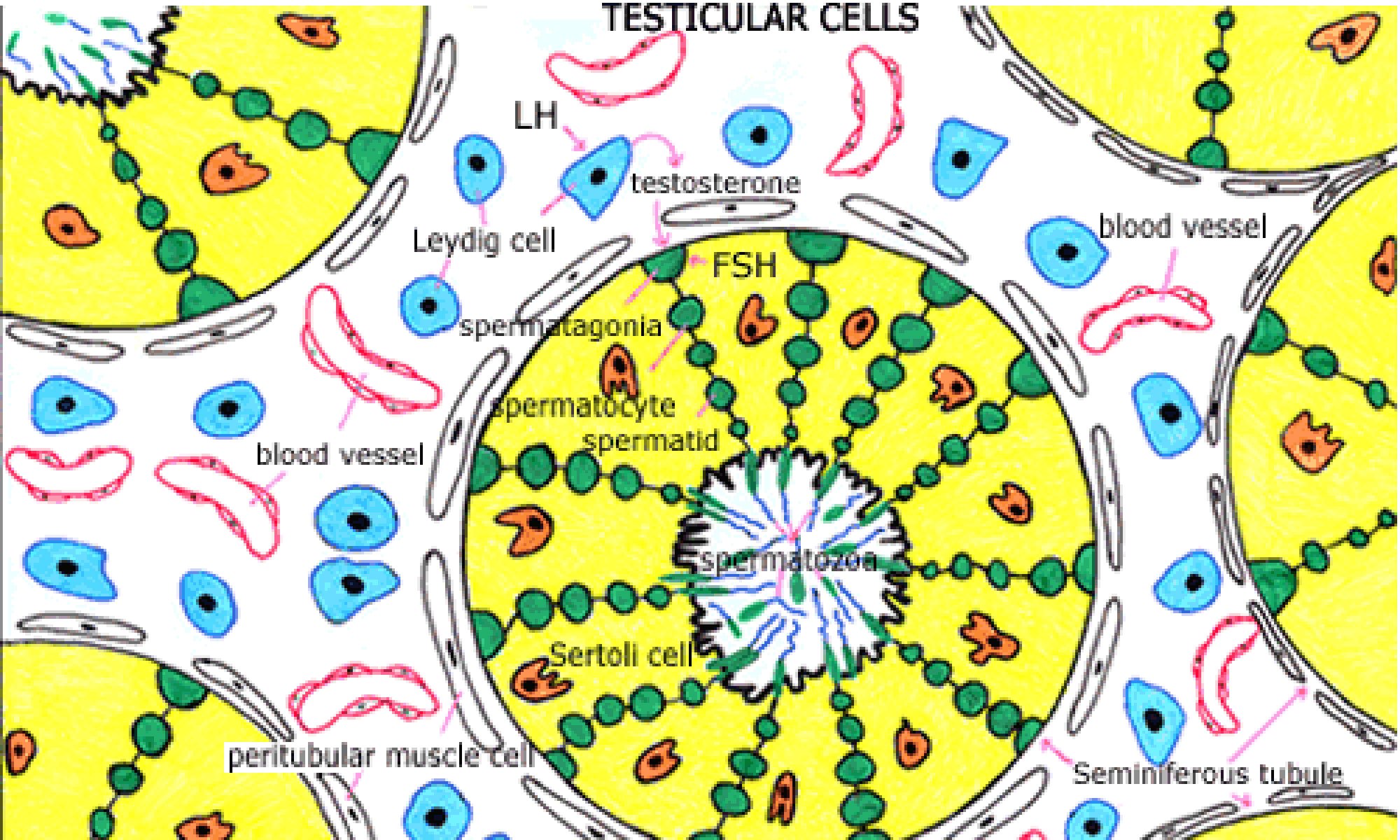 image of testicular_cells
