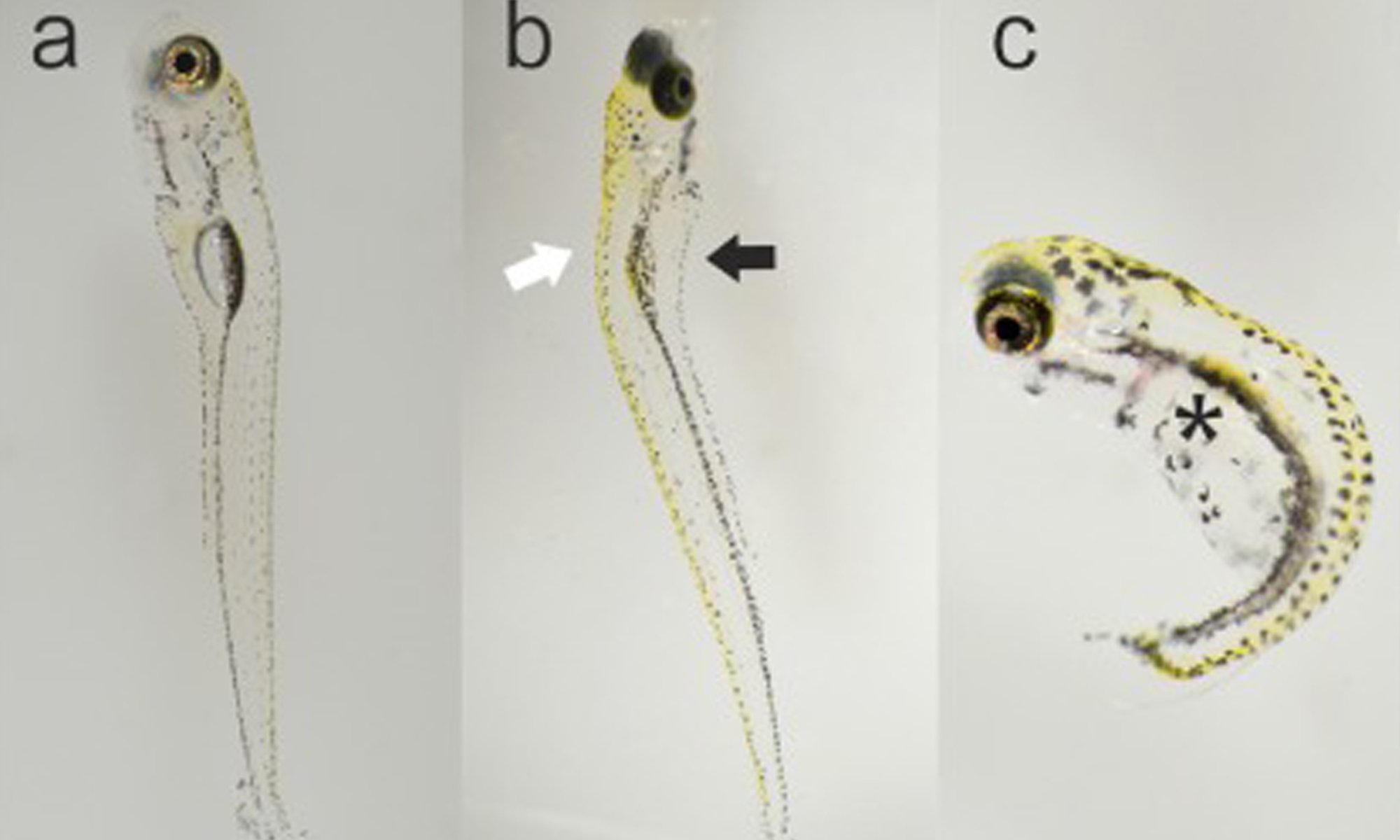 image of rare minnow exposed