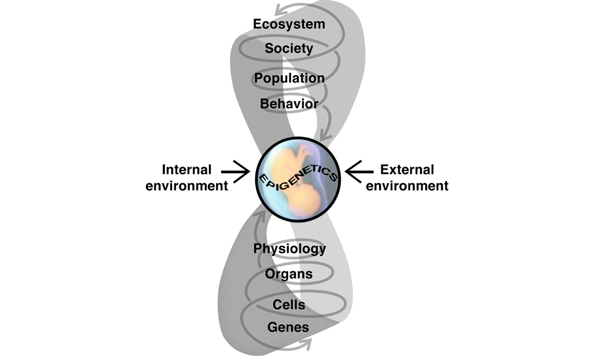 image of Epigenetics, Evolution, Endocrine Disruption, Health, and Disease