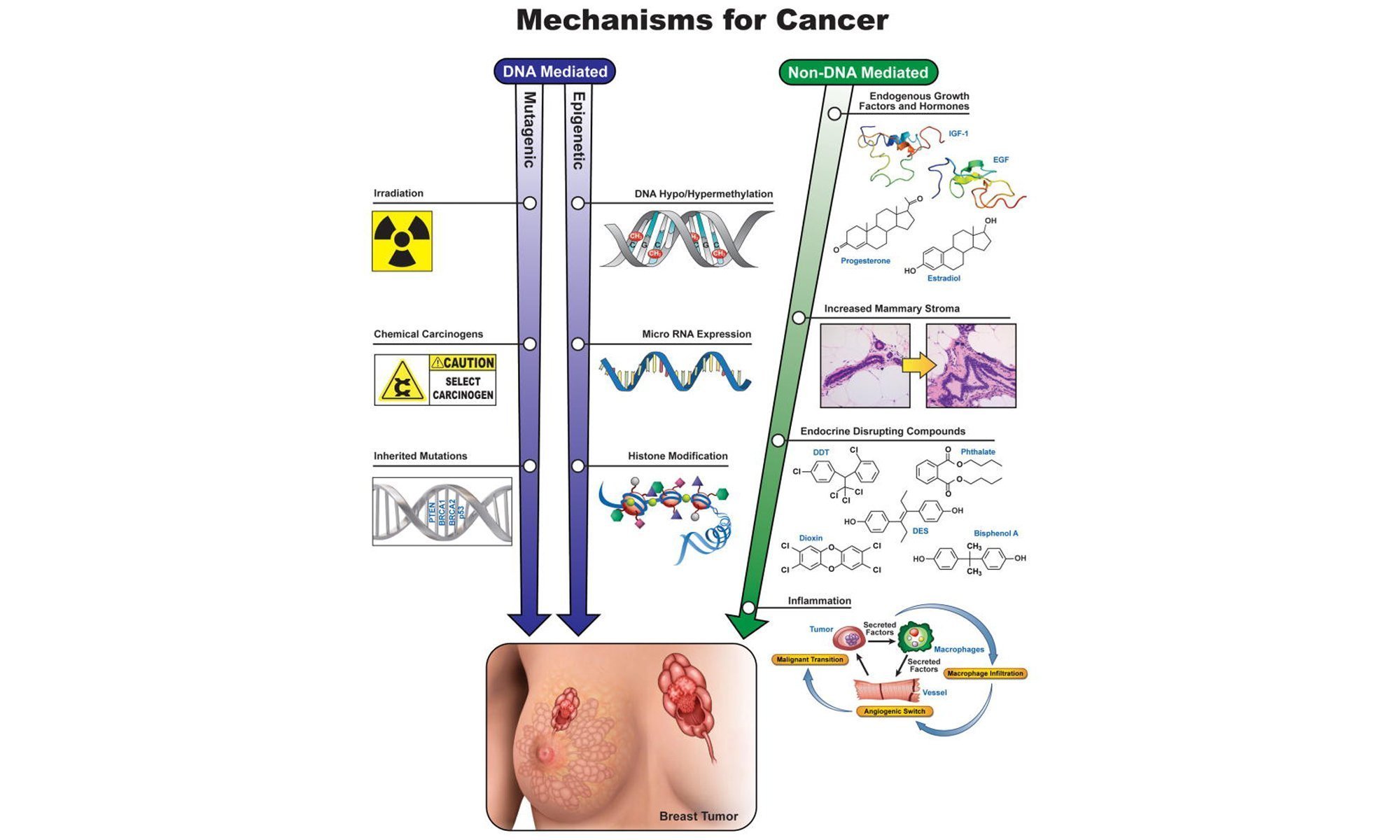 image of Mechanisms involved in breast cancer etiology