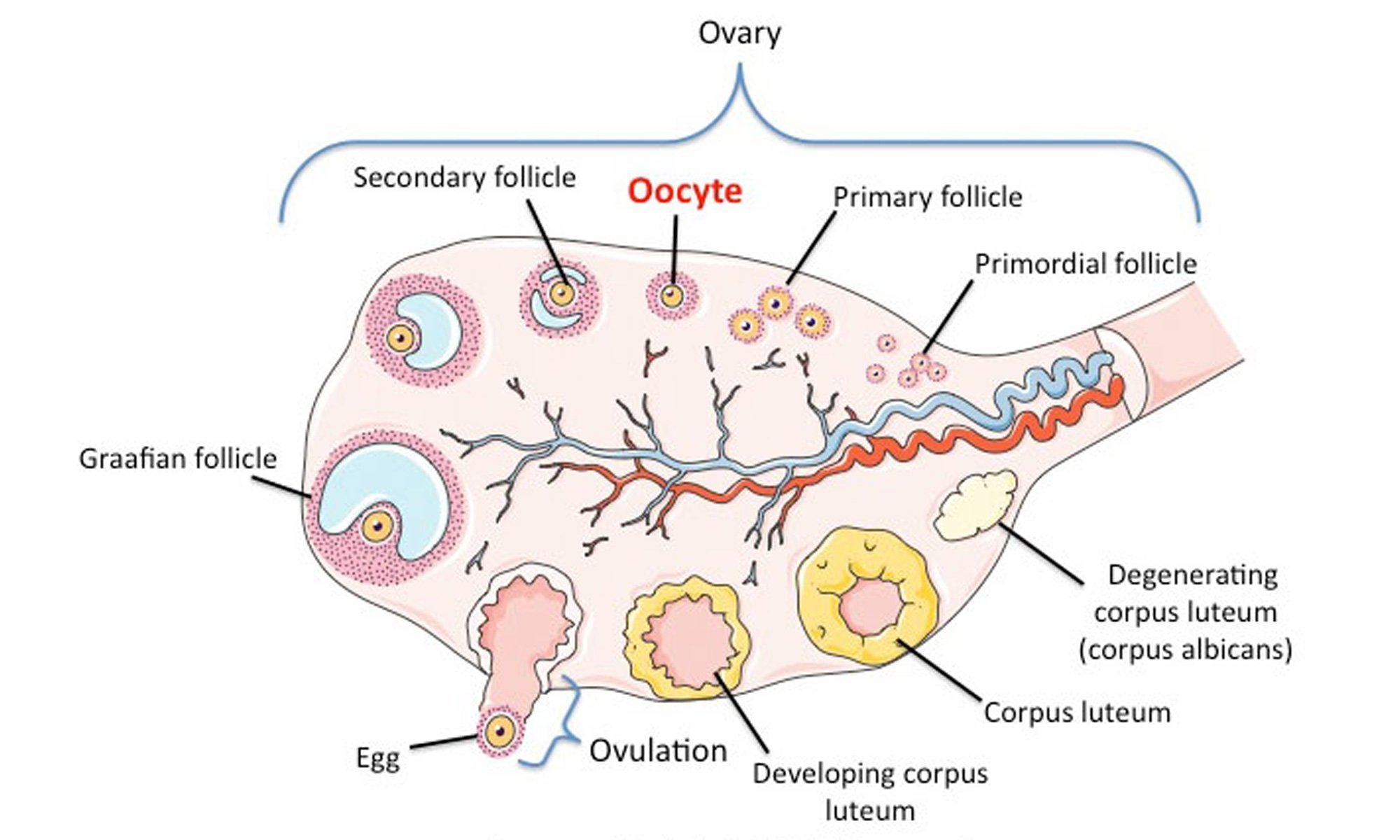 image of polyovular follicles