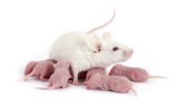 Testicular tumors in mice exposed in utero to diethylstilbestrol