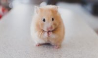 Testicular tumors response to DES treatment