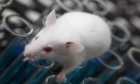 Sperm-head abnormality in germ cells following DES exposure