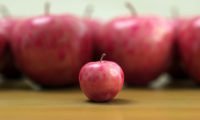 Age at onset of puberty and on postpubertal hormone levels in DES Sons